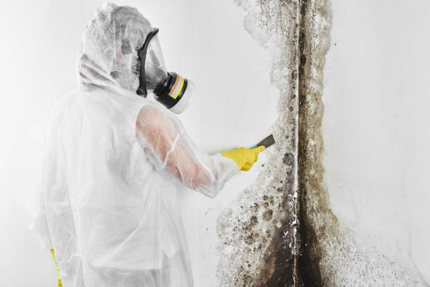 Why You Should Choose Our Mold Remediation Services in Kings Bay Base, GA